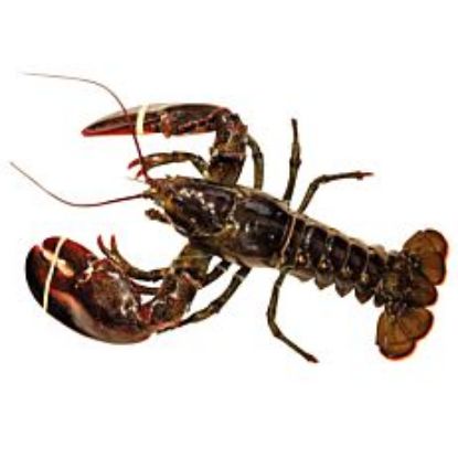 Picture of Fresh Lobster 600gr-1kg (Greece)
